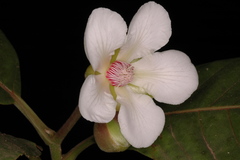 Dillenia bracteata